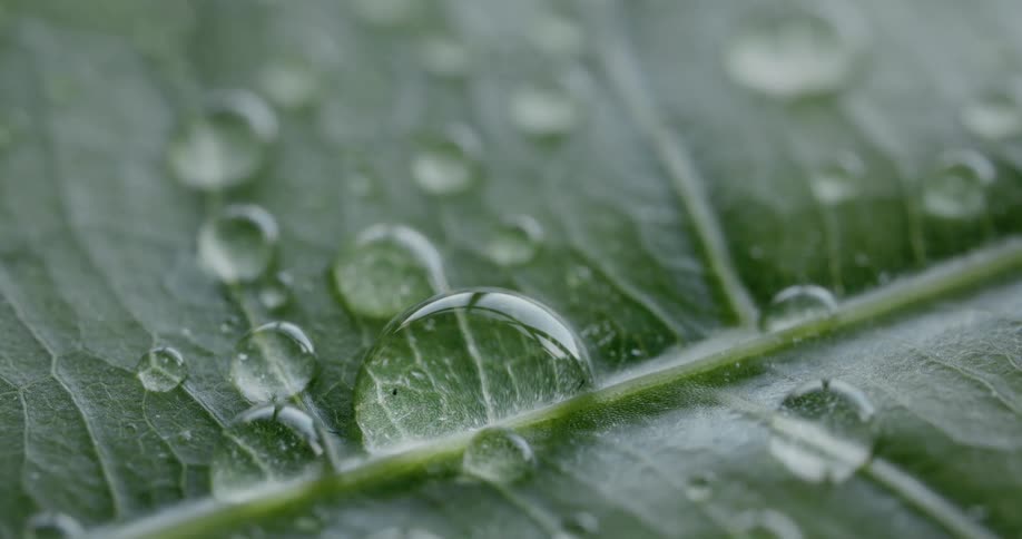 A leaf with water droplets and reflections