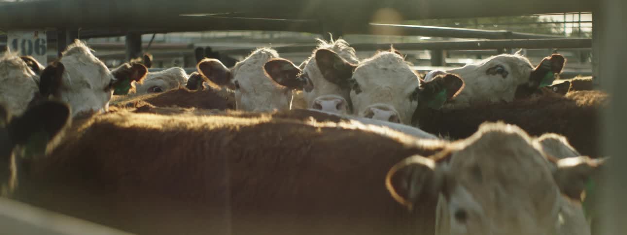 A group of cattle jostle against one another in a crowded corral