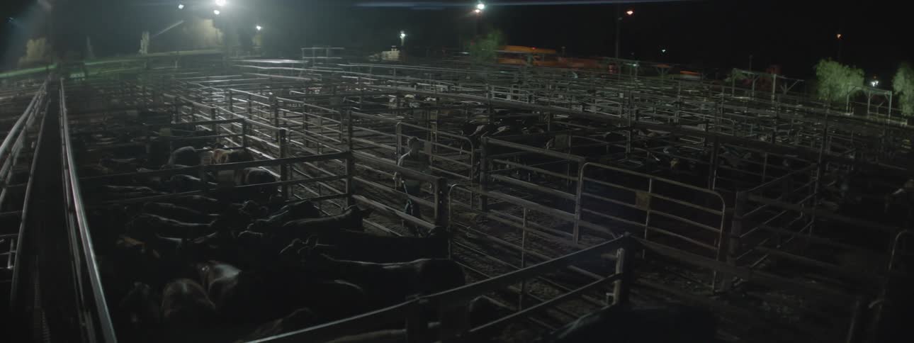 A man walks through gated stalls on a farm