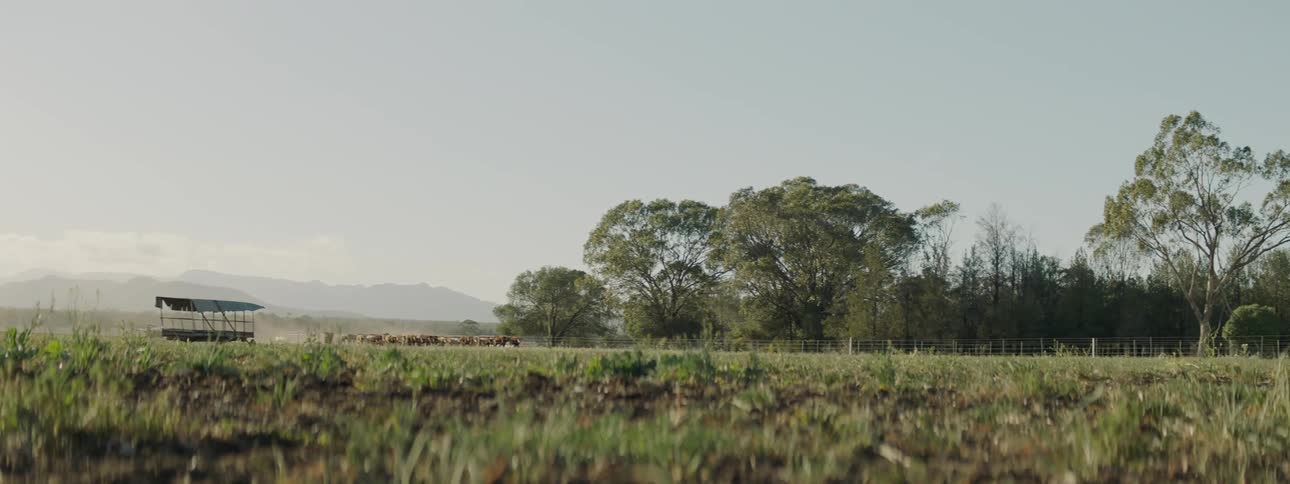 A herd of cattle walk through a fenced off pasture during the day