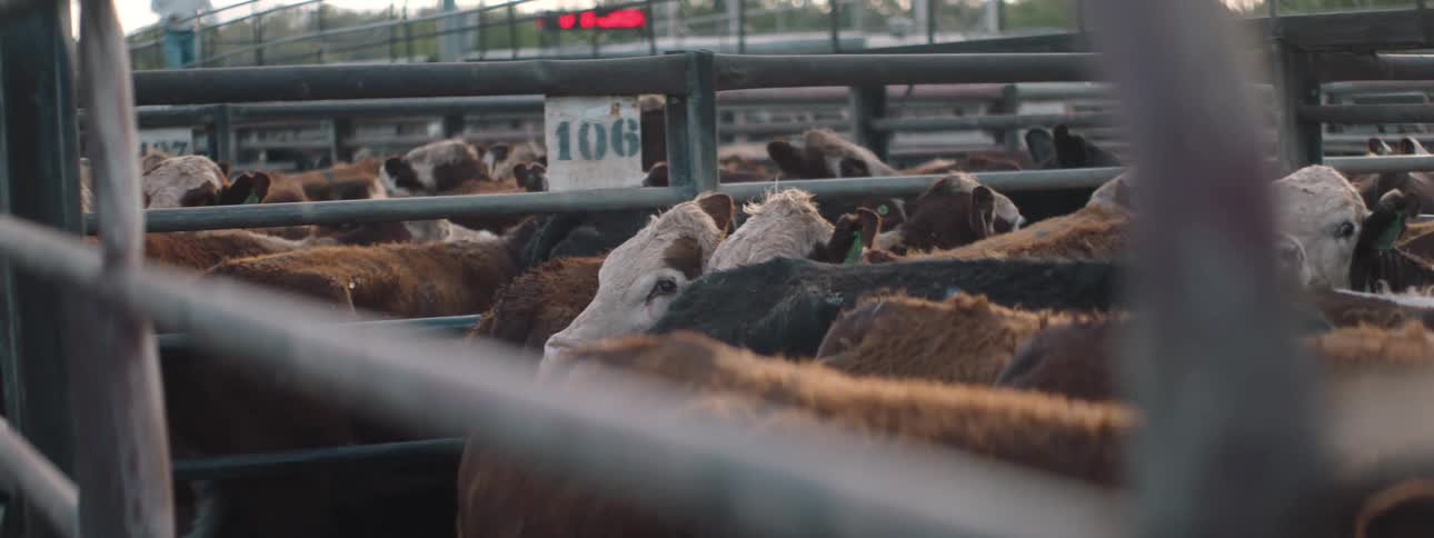 Cattle wait in numbered holding pens on a farm