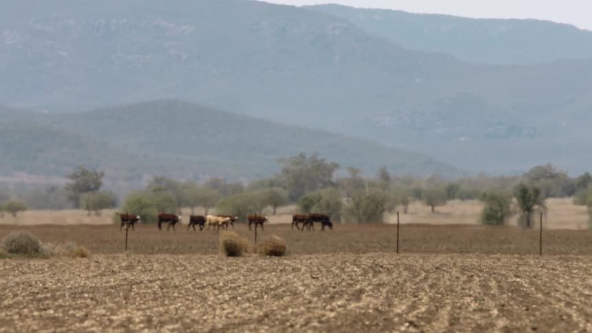 A herd of cattle walking around on a farm