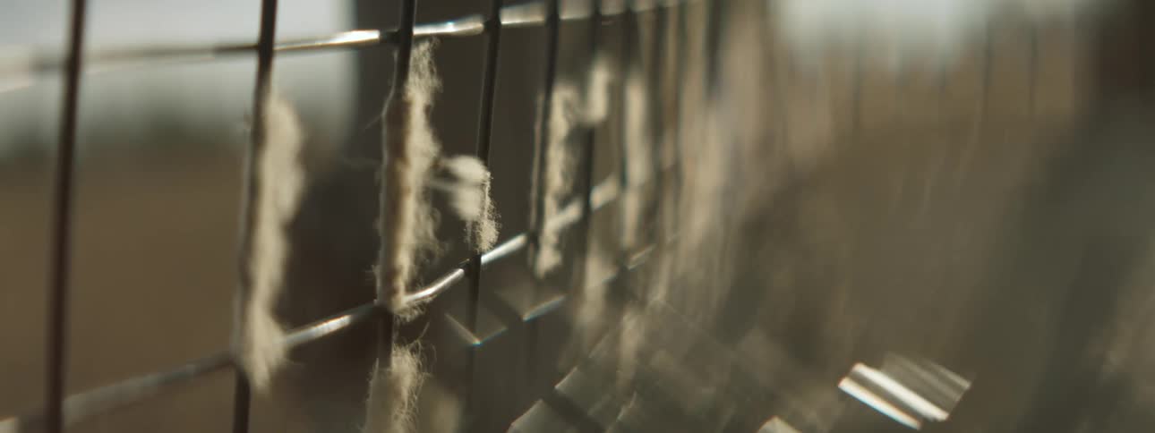 Person walks past metal mesh fencing with fur tufts clinging to the wires