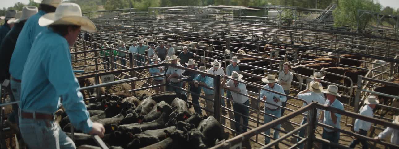 Ranchers stand and mill about a farm at an auction for young calves