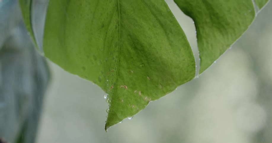 Rainfall drips down a large green leaf