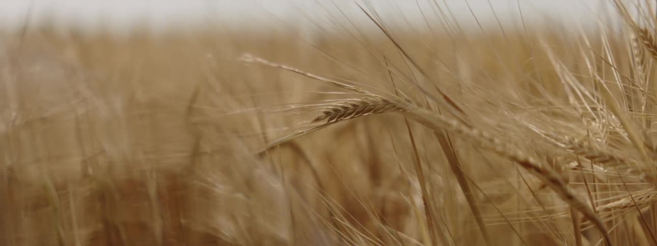 The wind is blowing the crops on the field