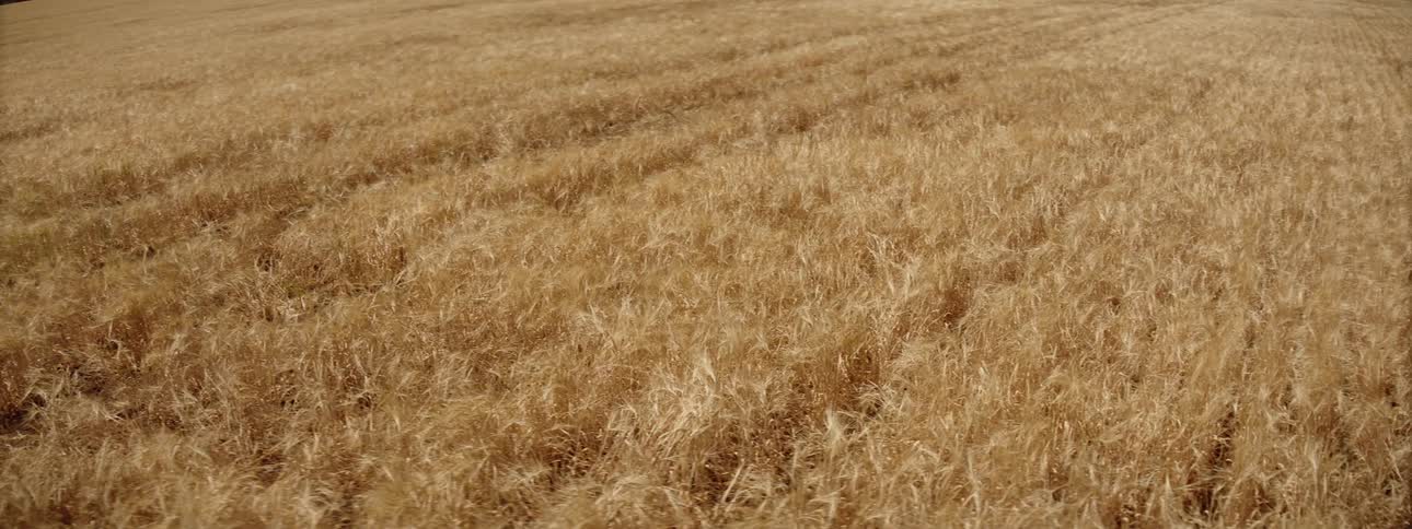 Wheat field blows in the breeze
