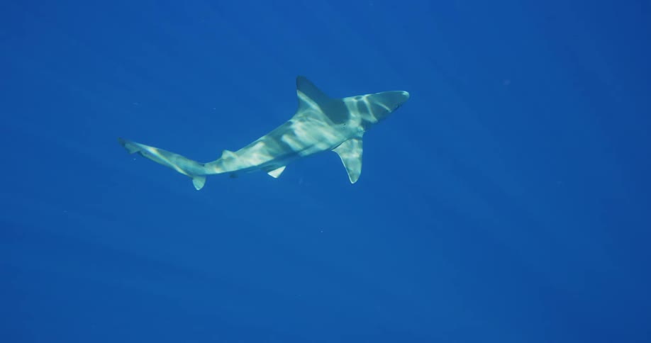 Sun reflects off a sharks back as it swims through blue water