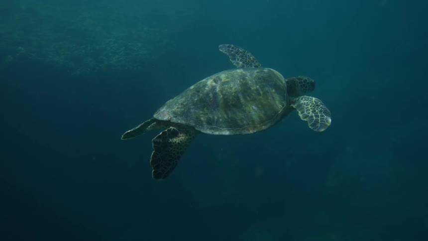 A turtle swimming underwater