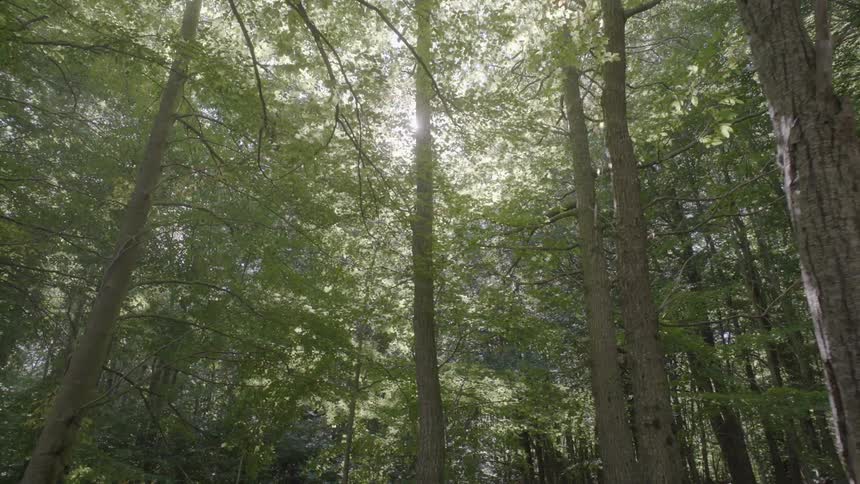 Moving through a dense forest