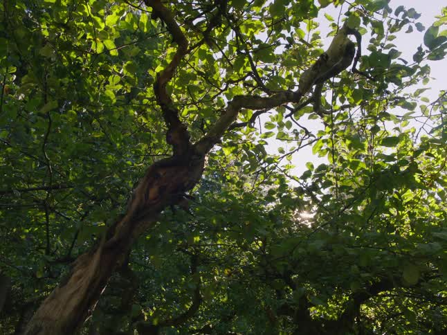 Sunlight peeks through a heavy tree canopy