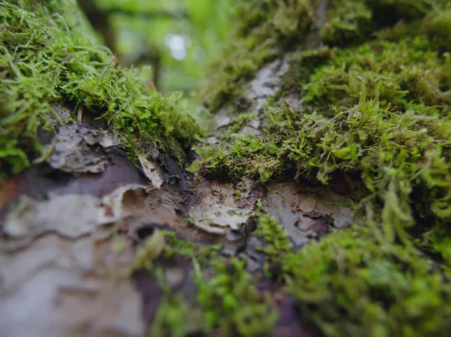 Ants are crawling around on a tree with moss growing on it