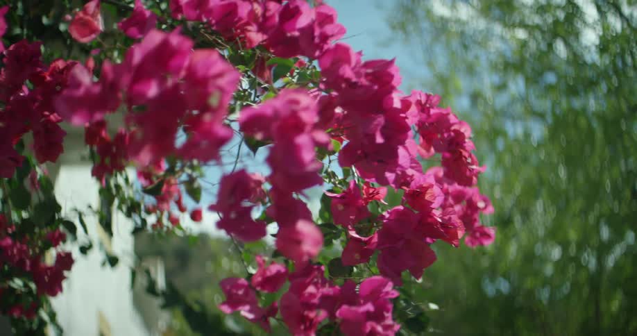 Pink flowers are swaying in the breeze on a beautiful day