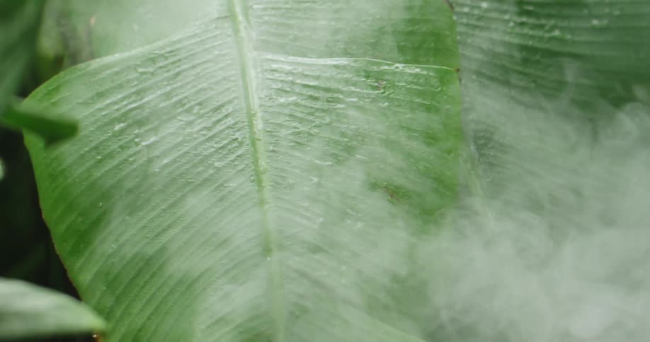 A leaf with smoke and water