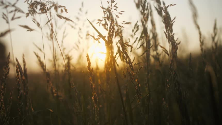 The tall grass is in front of the sunrise