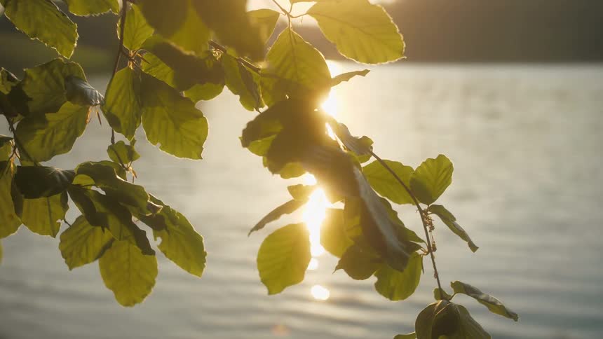 A close up of tree leaves in front of a lake