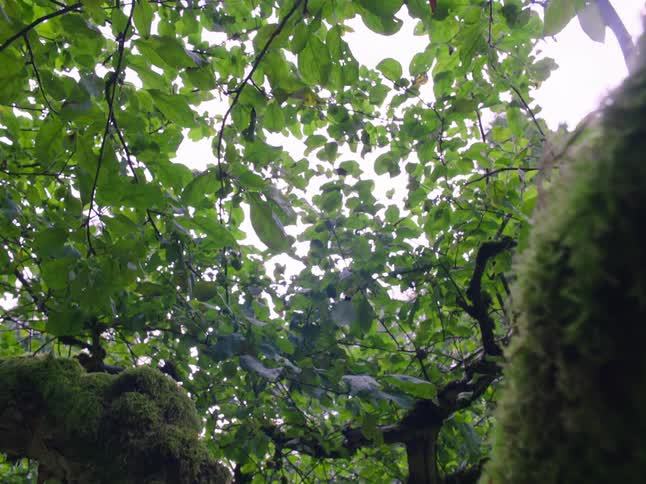 A tree with moss growing on the trunk has leaf filled branches reaching high in the sky