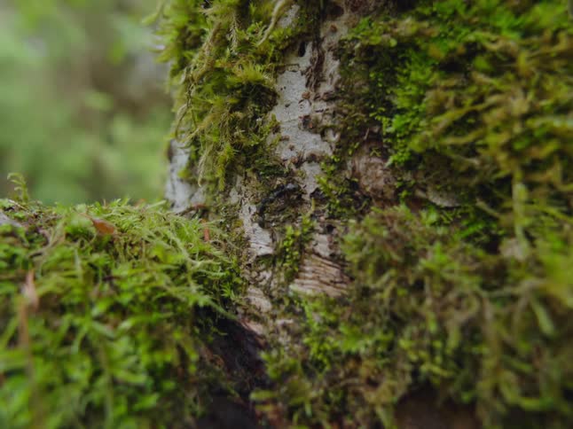 A close view of black ants crawling on a tree trunk in the forest