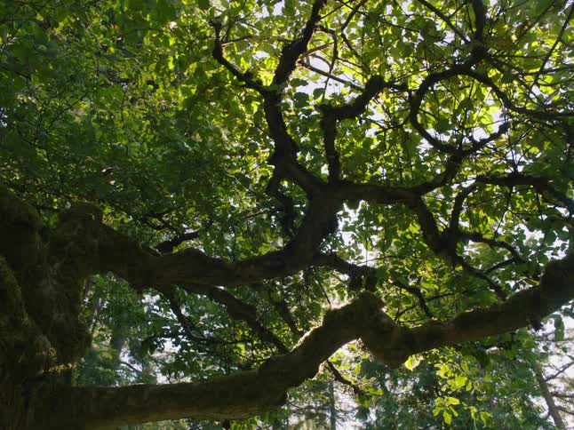 A tree with branches and leaves with the sky and clouds in the background