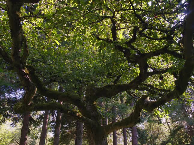 Sunlight is shining on the leaves of trees in a forest