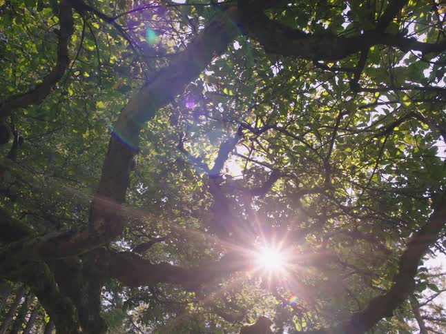 The sun shines through tree branches in the forest
