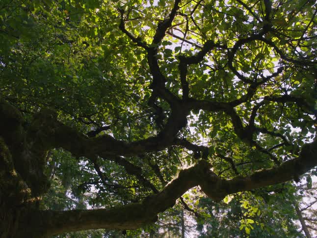 Dense tree tops in a forest block sunlight