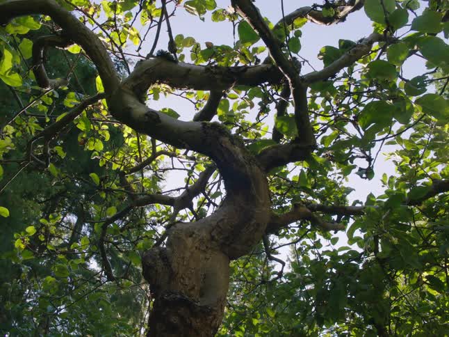 The sun shines brightly through tree branches and leaves on a clear day