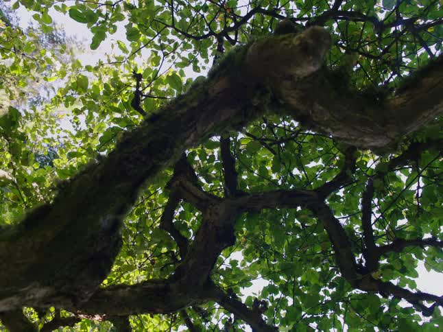 The sun is shining on the leaves of twisted trees in a forest