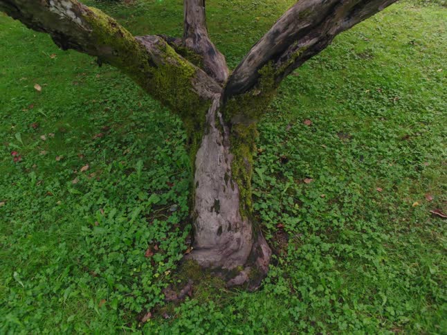 A tree covered in moss in a field during the day