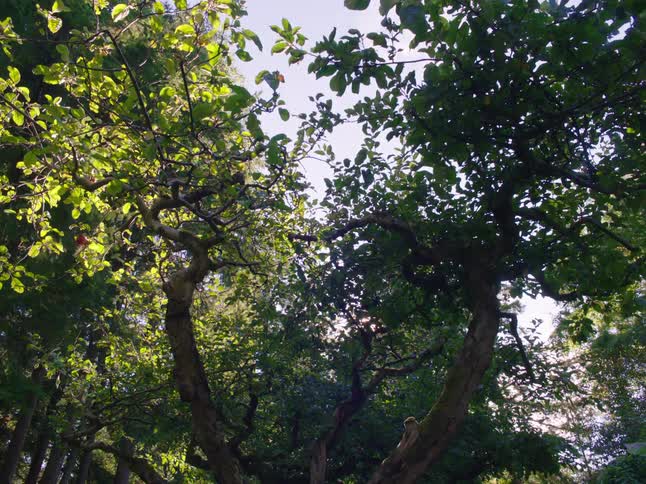 Sunlight is shining on the leaves of trees in a forest