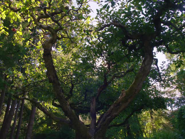 The sun is shining through trees in a forest