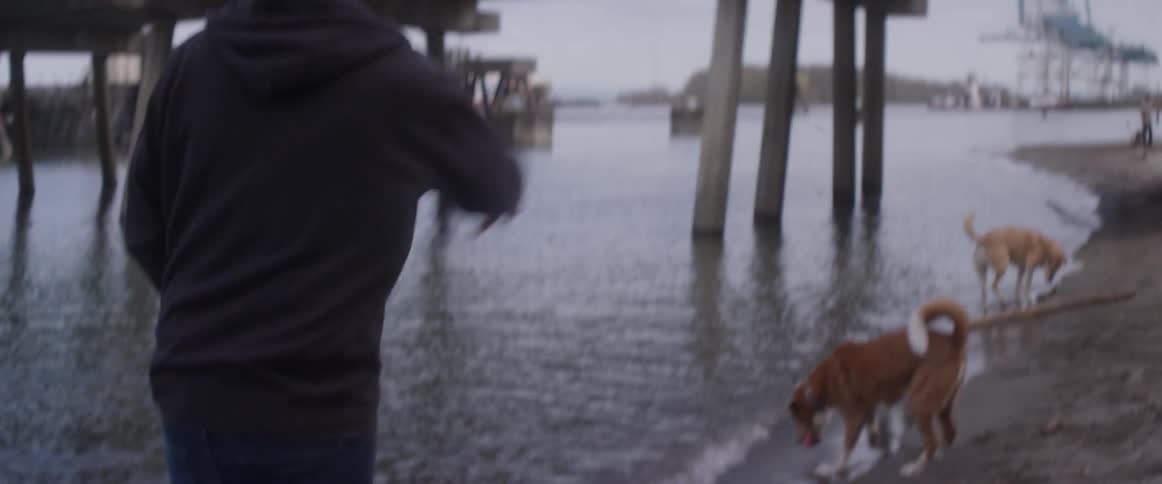 A man plays fetch with his dogs by the shore