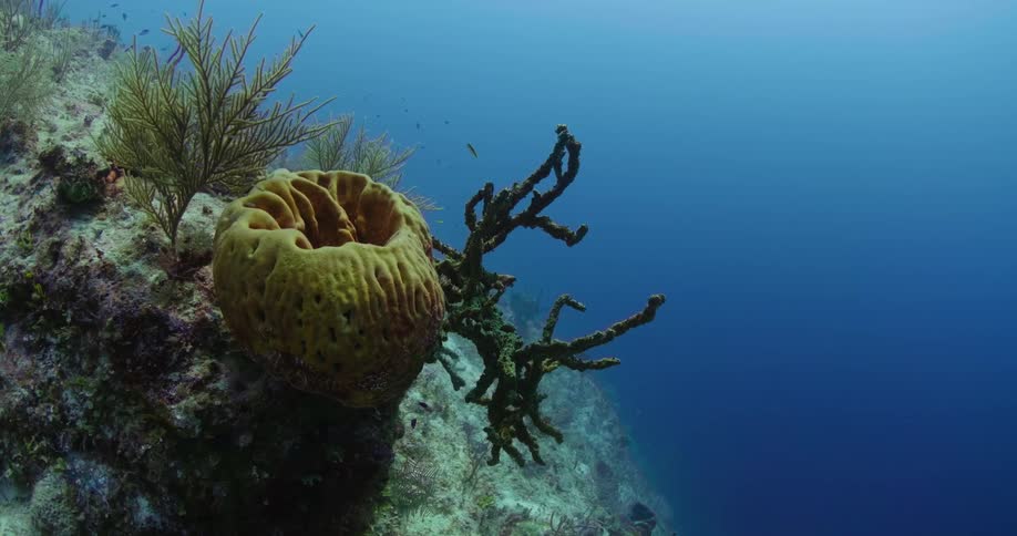 Coral and vegetation on the sea floor