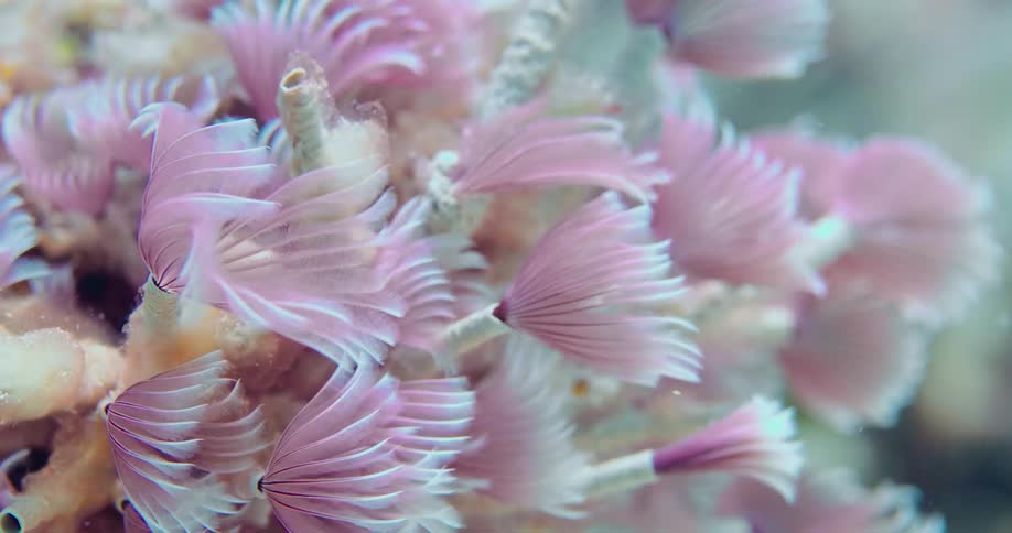 Underwater tubular sea life with lavender petals wave in ocean currents