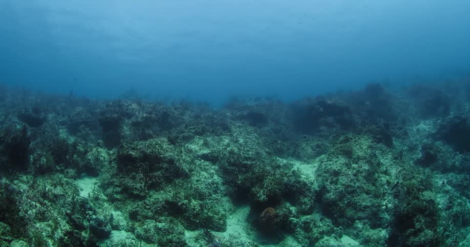 The ground underwater is covered with stones