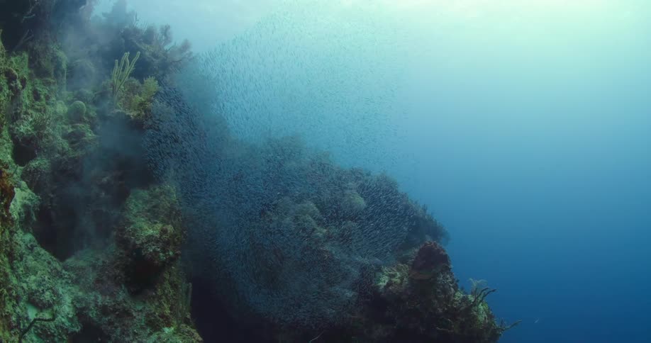 A school of fishes swimming underwater by a coral reef