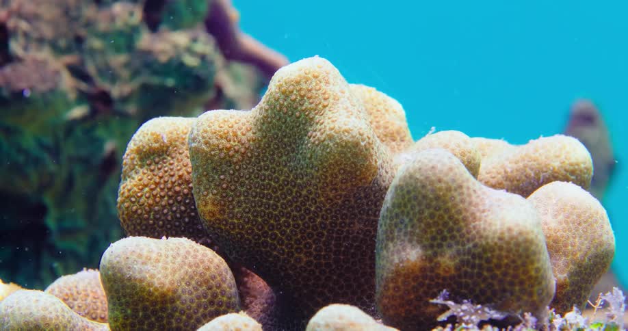 Colorful fish swim around coral