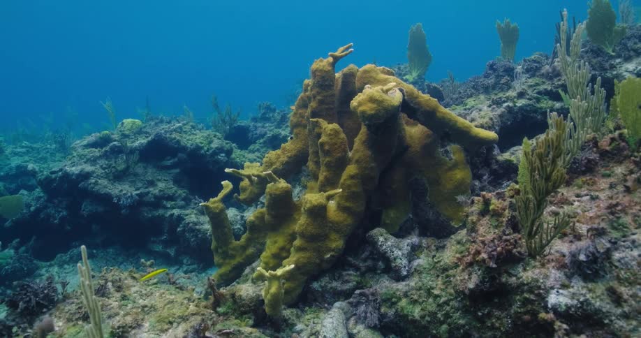 Fish swimming amidst coral reef and other underwater plants in a clear sea