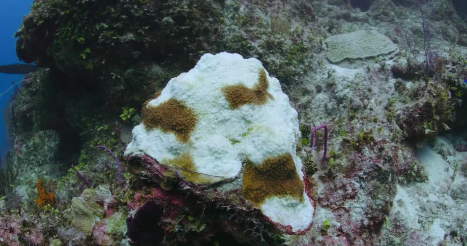 A large piece of coral is sticking up from a coral reef