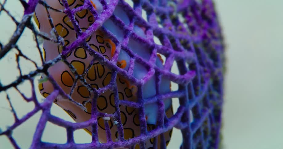 Toy caught in purple nets