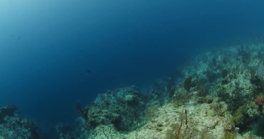 Fish swim in the dark water ahead