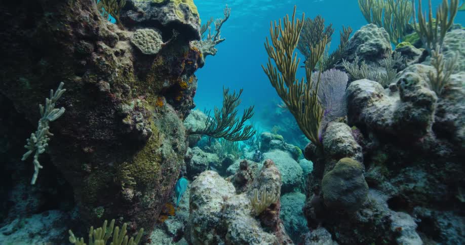 Fish swimming around coral reef in the ocean