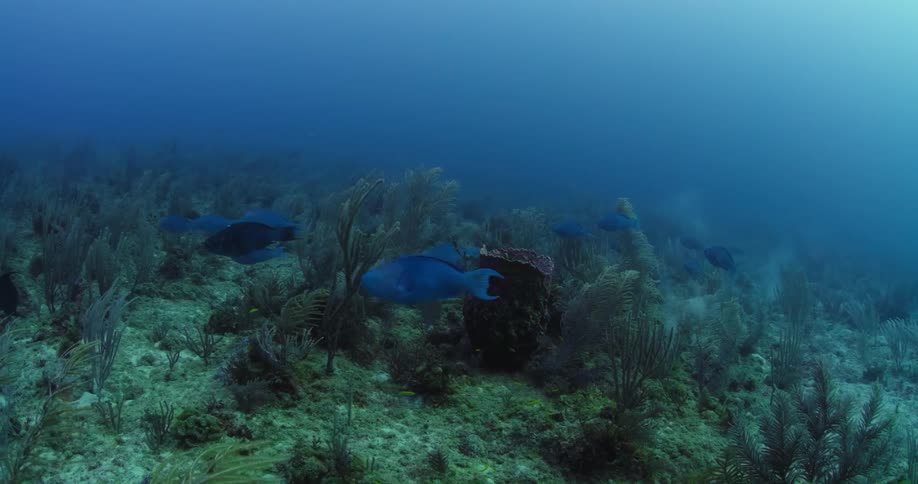 Fish swim on the floor of a large body of water near plant life