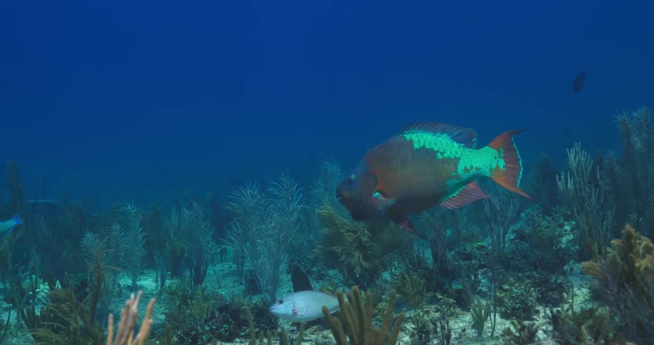 Fishes swimming underwater with sea plants and sand