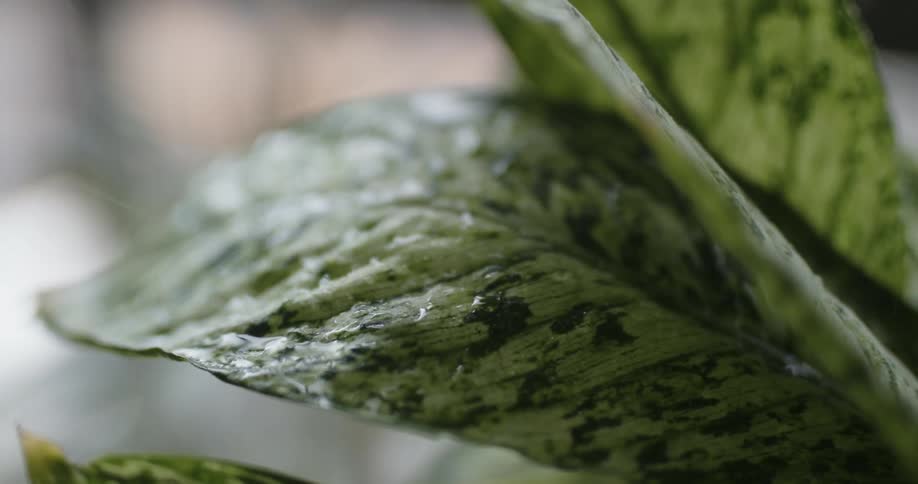 Water sprays onto the green leaves of a house plant