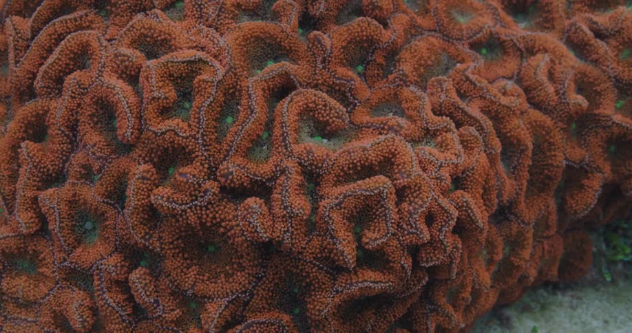 A coral plant growing on a rock under water in the ocean during the daytime