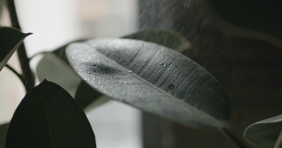 A view of rain falling onto leaves on a plant