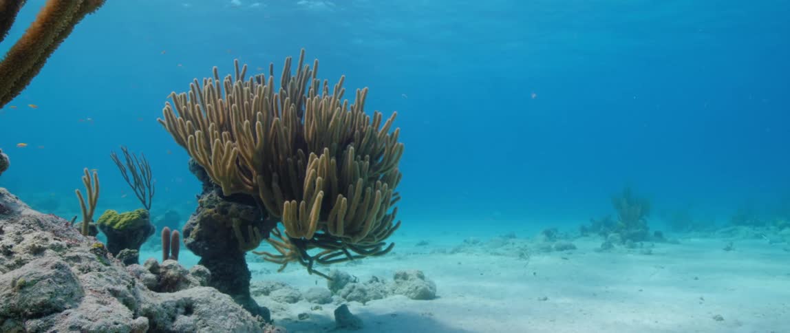 Light and shadows of surface move across sandy seafloor near reef