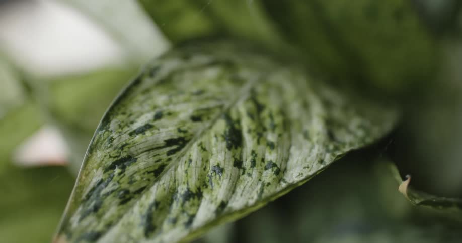 Rain falls onto variegated green plant leaves making large leaf bend
