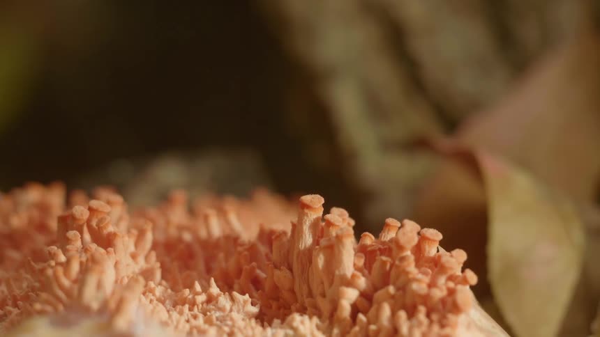 Time lapse of a group of orange mushrooms or fungus growing under the sun